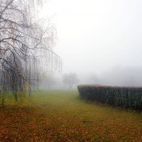 Туман :: Лариса Корж