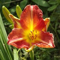 Лилейник :: Freddy 97 Лилейник :: Freddy 97