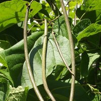 Стручки катальпы :: Freddy 97