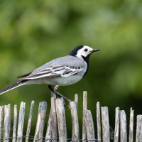 Белая трясогузка :: Александр Синдерёв