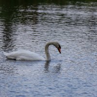 Лебедь :: Александр Синдерёв