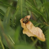 Клопик :: Светлана Тихонина