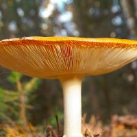 Поганка :: Татьяна Венцель