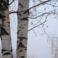 Туманное утро :: Анастасия Логинова Туманное утро :: Анастасия Логинова