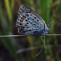 ** :: Зоя Мишина