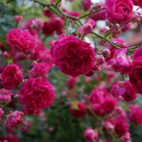 * * * :: Алёна Савина * * * :: Алёна Савина