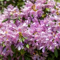 Рододендроны в горах. :: Дина Евсеева