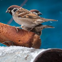 Воробьи :: Владимир Иванович