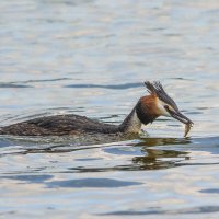 Большая поганка. :: Nik Lovec