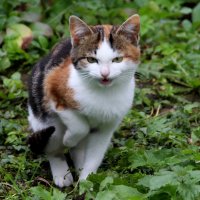 Кошечка! :: жанна нечаева