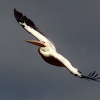 Парящий пеликан :: Юрий. Шмаков