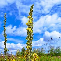 Златоцвет :: Hope 