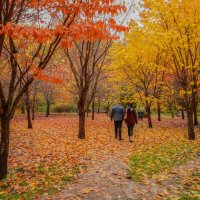 В осеннем парке... :: Владимир Жданов