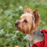 Портрет :: Анатолий Шумилин