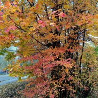 По дорогам осени... :: Мария Васильева