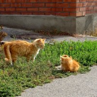 Игры на травке :: Татьяна Смоляниченко Игры на травке :: Татьяна Смоляниченко