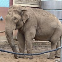 Слон :: <<< Наташа >>>