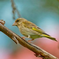 зеленушка :: Andrey Bragin 