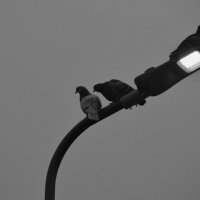 Собрание птиц :: Мария Яковлева