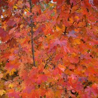 Красные листья клёна :: Татьяна Машошина Красные листья клёна :: Татьяна Машошина