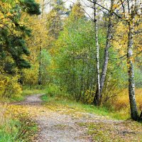 Дождь не на долго перестал (репортаж из поездок по области. :: Милешкин Владимир Алексеевич 