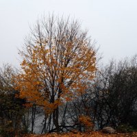 "Горящее" дерево :: Dar(k) Life