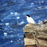 Речная крачка, :: Сергей Кочнев