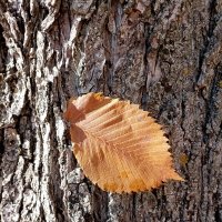 Последний листик :: Veera V Последний листик :: Veera V