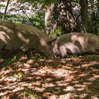 Живность на территории мужского монастыря :: Игорь Сикорский