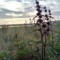 Степное :: Андрей Хлопонин