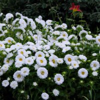 Астры. :: сергей ермошкин