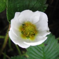 Земляника зацветает в октябре :: Людмила Смородинская Земляника зацветает в октябре :: Людмила Смородинская