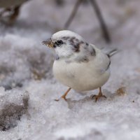 з жизни воробьев.белый воробей. :: юрий макаров з жизни воробьев.белый воробей. :: юрий макаров