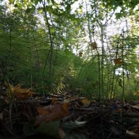 Былинки-травинки :: Лариса Корж