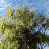 Палитра осени :: Девяткин Юрий 