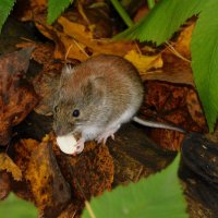 Рыжая полёвка :: Лина 