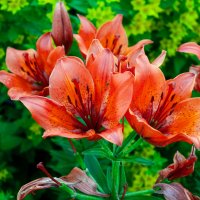 Лилии :: Александр Силинский