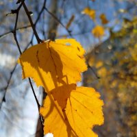 Золотая осень :: светлана льдокова