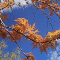 апрель :: Елена Шаламова