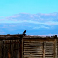 Ворон :: Гульфина Булатова