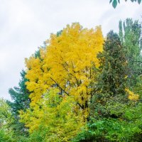 Желтое на зеленом :: Галина Ложечникова