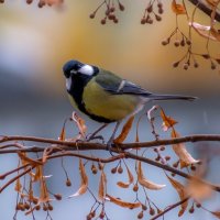 А где вкусняшки? :: Наталья Димова