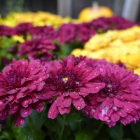 .прозрачной тканью лепестков осенних пронзительно красивых хризантем... :: Галина 