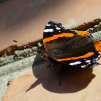 Адмирал на стене... :: Константин Штарк