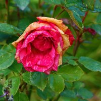 Из последних октябрьских :: Светлана 