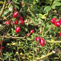 Шиповник :: Freddy 97