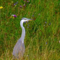 Цапля. :: nadyasilyuk Вознюк