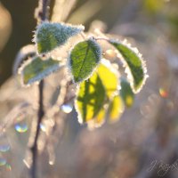 **** :: Елена Kазак (selena1965)