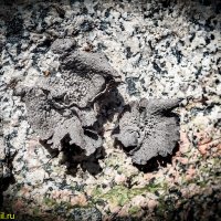 ЖИЗНЬ НА КАМНЯХ :: HART BAD