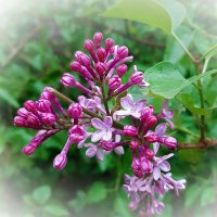 Майское :: Ирина Via Майское :: Ирина Via